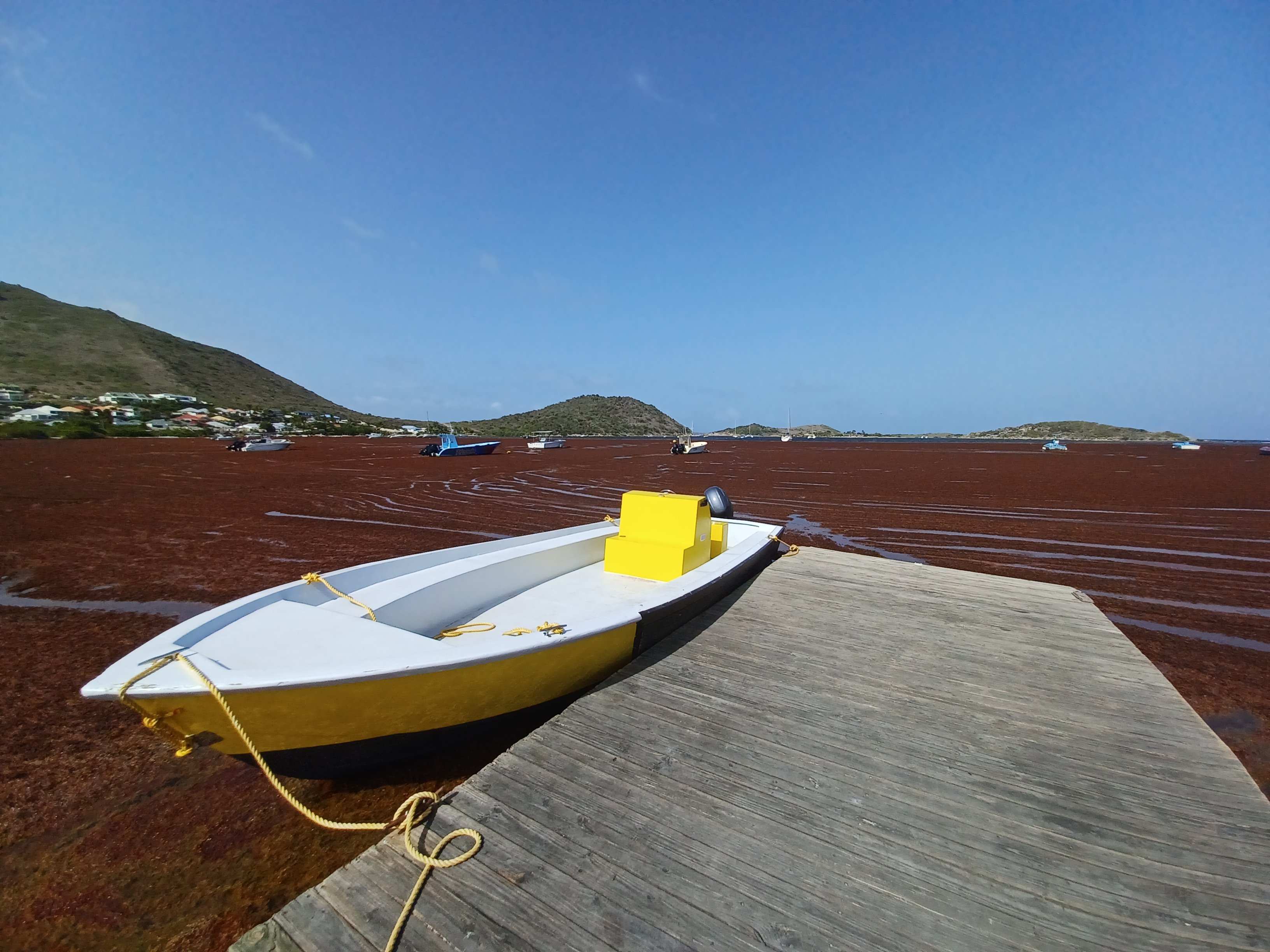Sargassum in the Caribbean