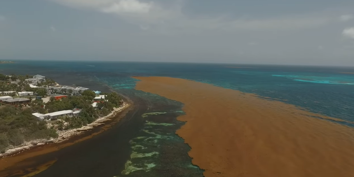 Large Sargassum bloom offshore in the Caribbean