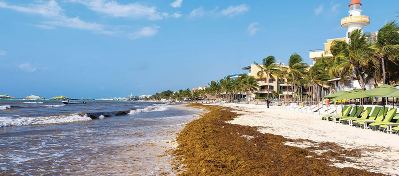 Sargassum accumulated along a Caribbean beach